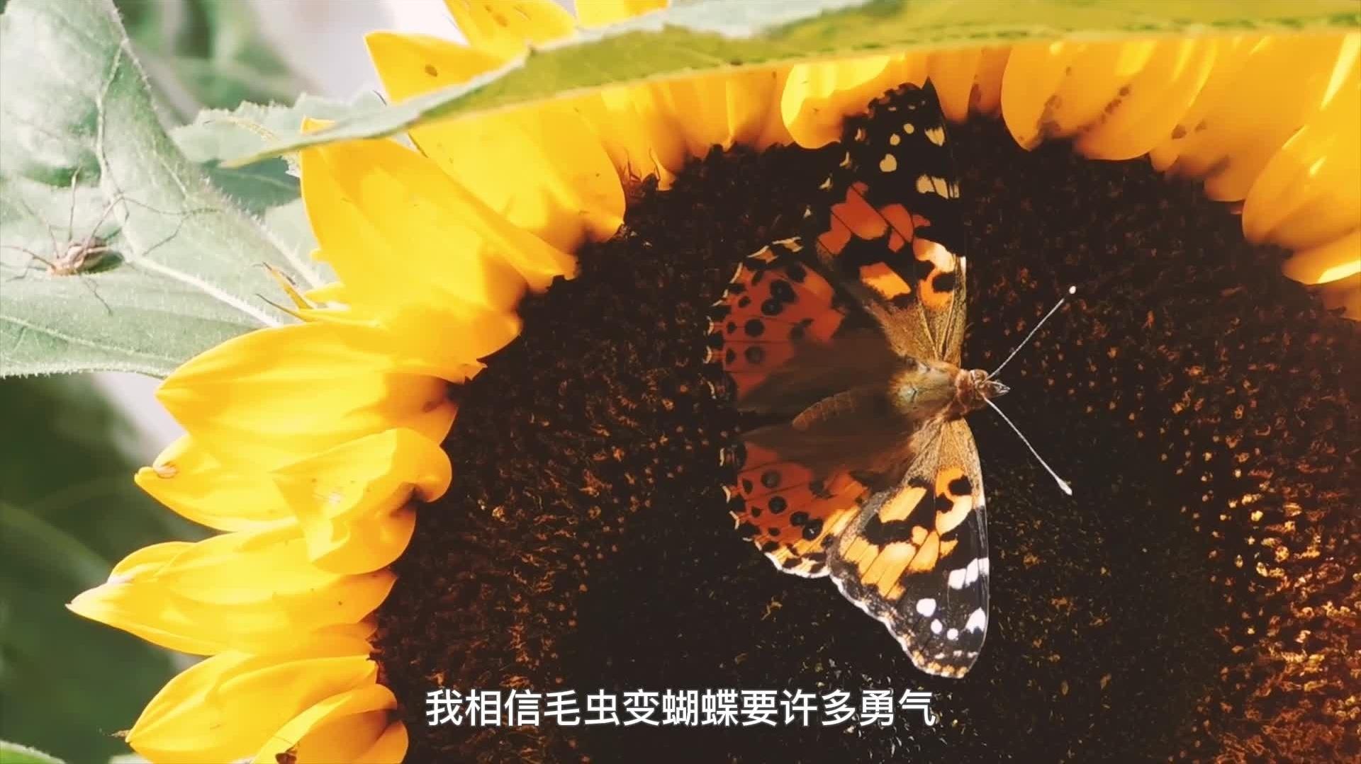江映蓉 - 我是一朵太阳花