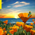 California Poppy 2