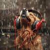 Calm Dog Music - Dogs Outdoor Romp