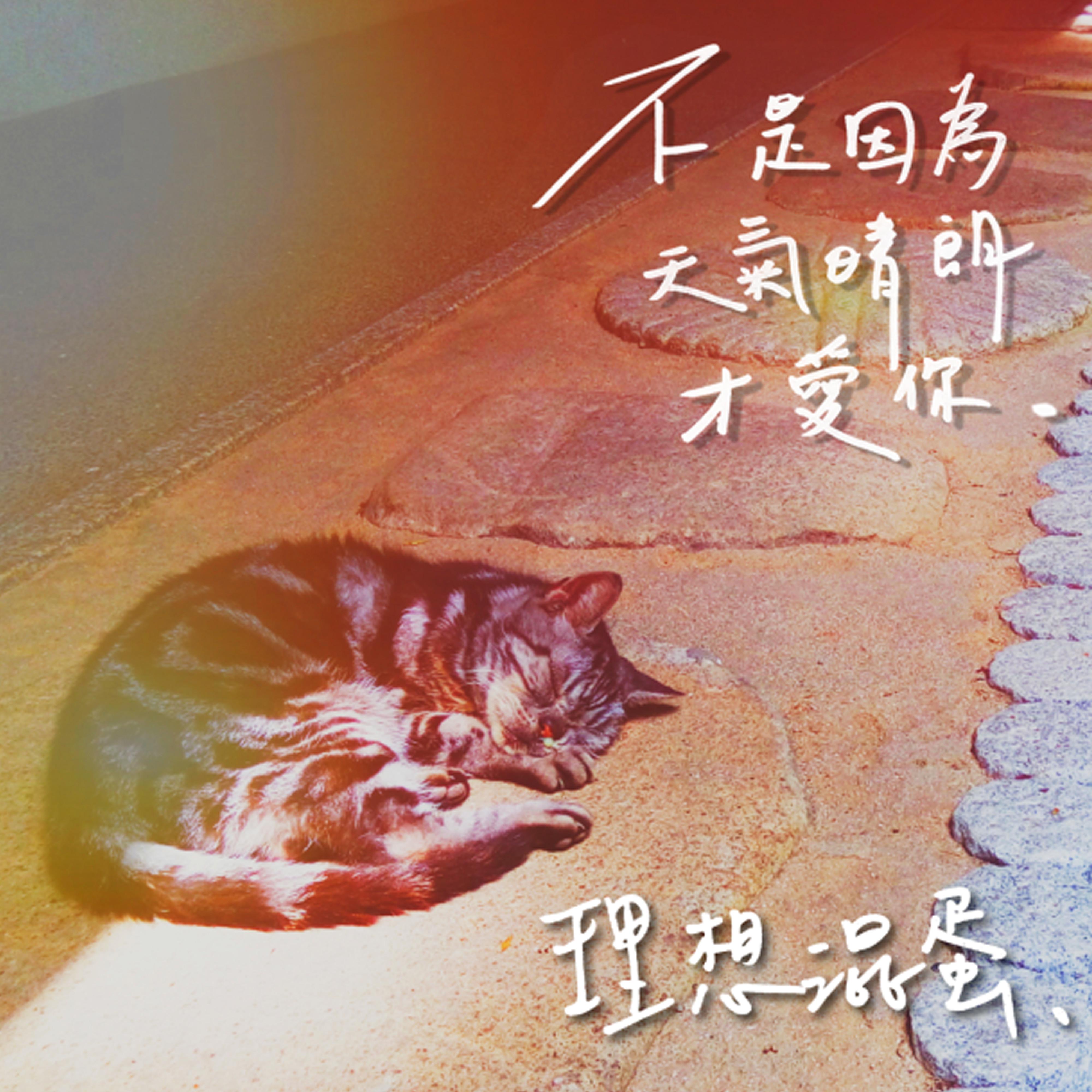 不是因為天氣晴朗才愛你 海報