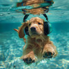 Calming for Dogs - Dogs Oceanic Play Tunes