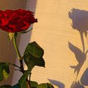ROSE专辑