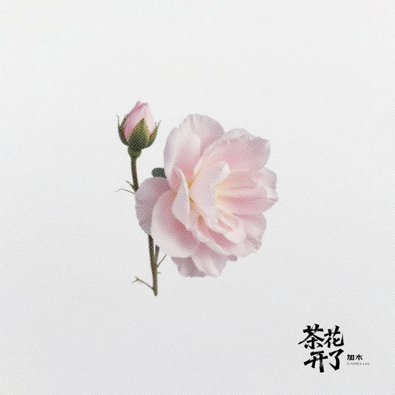 茶花開了 海報