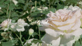 Petal专辑