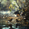 ChilledCrow - Soothing Waters and Forest Birds for Zen