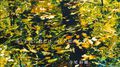 流した涙の数だけ 美しい虹がたつ专辑