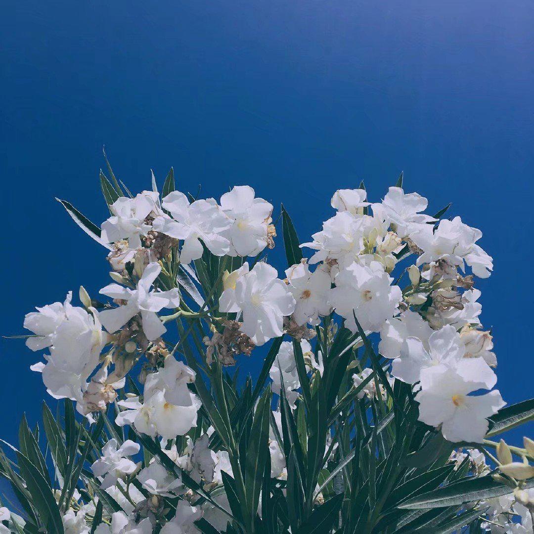 摘抄