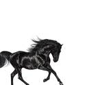 Lil Nas X