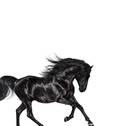 Lil Nas X