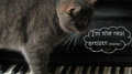 A Cat Playing专辑