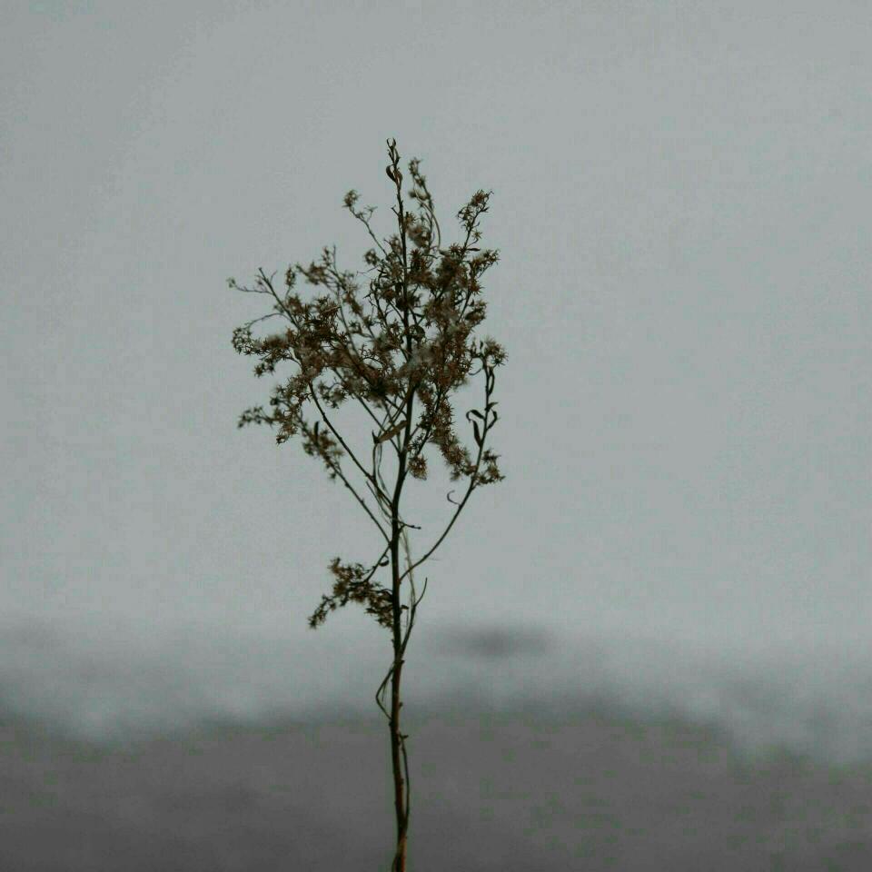 枯木