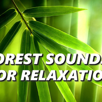 Forest Sounds For Relaxation