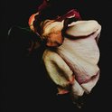 Novo Amor