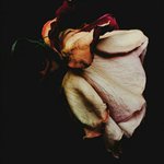 Novo Amor