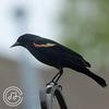 gianni - Blackbird