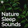 Sounds of the Forest - Enchanting Nature Sleep Sounds (Loopable, No Fade)