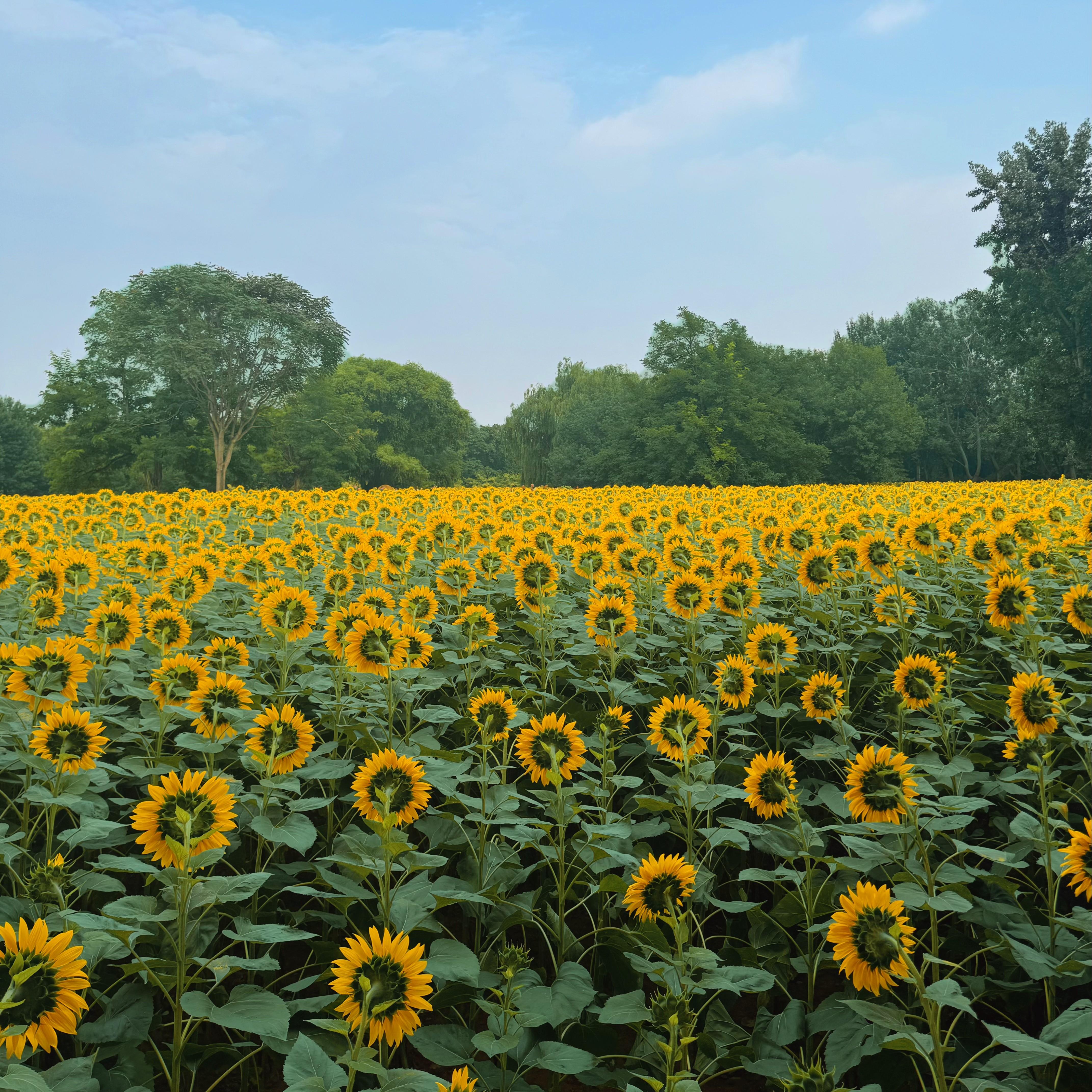 What is Love(Cover)live banner