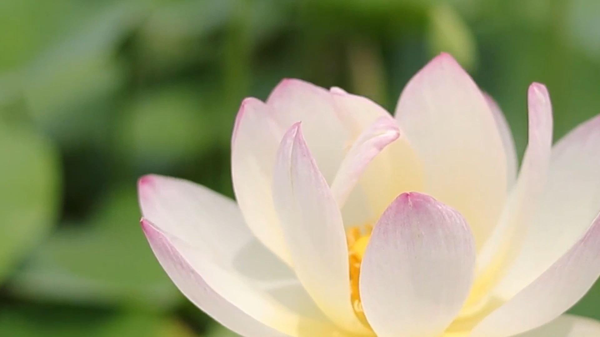 金柯尔•南玎 - 《莲花》（ lotus flower )