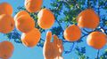 Tangerine专辑