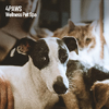 Sleeping Music For Dogs - Calm Kittens