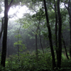 The Nature Sounds Society Japan - Sayama Rain 1