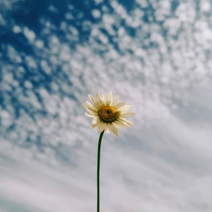 Echoes in the Valley