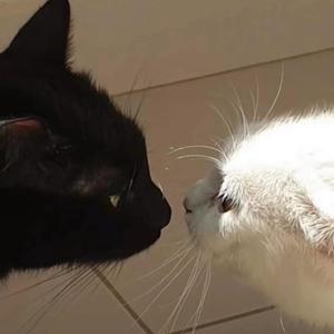 原来2021没有秋天(Cover 前男友）