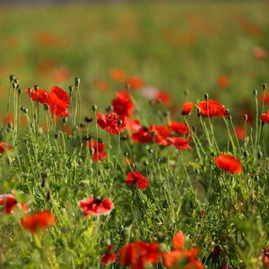 别了夏天 （虞美人盛开的山坡《さよならの夏》）口哨版