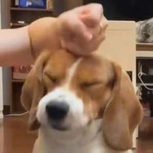 auroraful amberlight