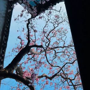 小半（DJ弹鼓）