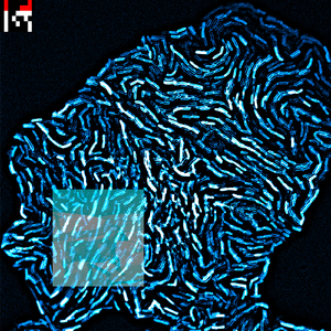 What If the Dead Dream