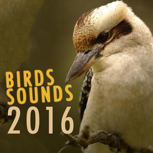 The Sound of Birds