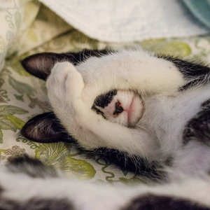 Stars Above The West