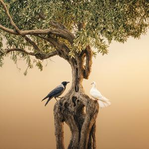 The Crow and the Dove