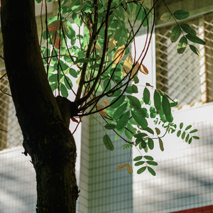 树叶变黄的时候