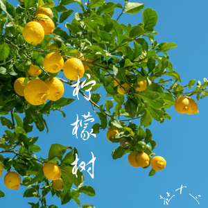 柠檬树