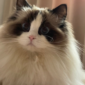 白羊和双鱼的故事