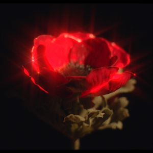 Amapola: La Bélica Psicoactiva (feat. Ana Brenes, Sara Sambola & Cristina López)