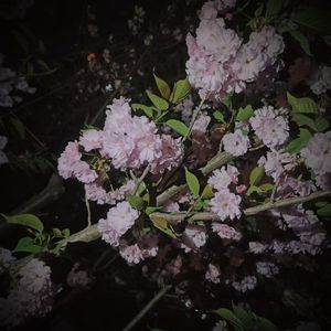 她在樱花树下等我(Demo)