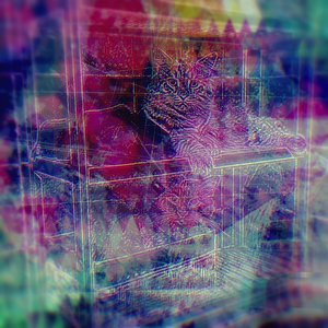 Show Me Your Kitties