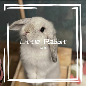 Little Rabbit