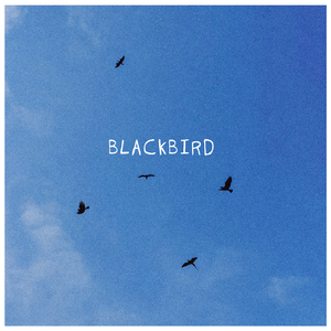 Blackbird