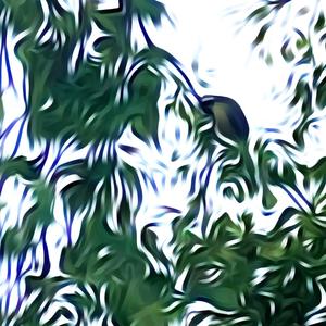Keltainen Lintu (The Yellow Bird)