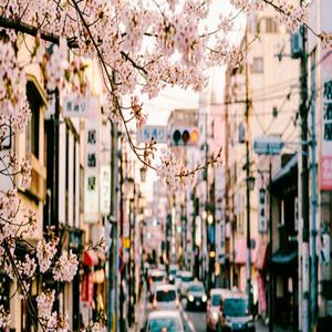 pink snowfall on fifth avenue