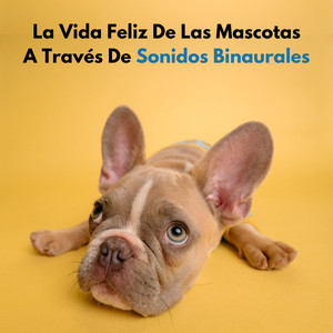 Jardín Zen Para Mascotas