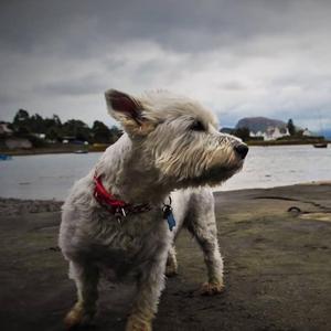 The Birds Sing While You Sleep