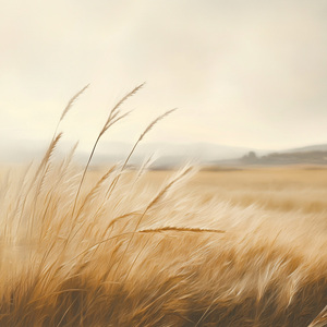 Golden Field02
