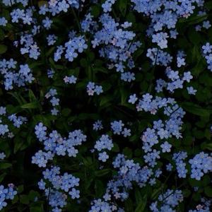 Colores Raros (feat. Tommy H & Hops)