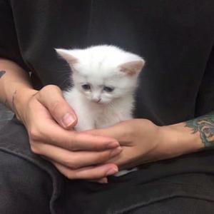 落单恋人（Cover：马连杰）