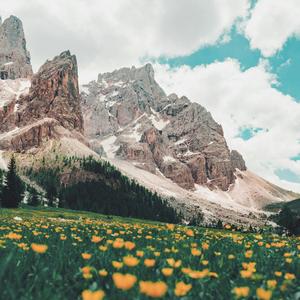 Under the Canopy of Stars